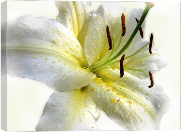 White Lily with Raindrops Canvas Print by Jacqi Elmslie