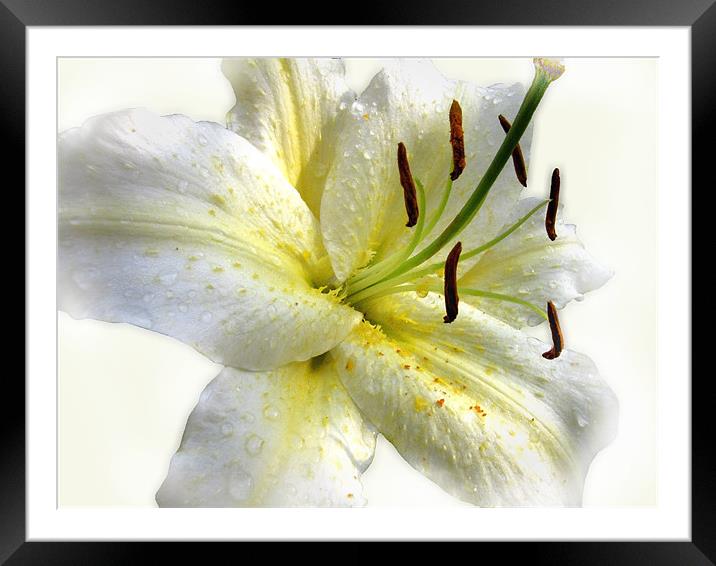 White Lily with Raindrops Framed Mounted Print by Jacqi Elmslie