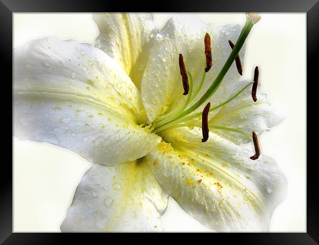 White Lily with Raindrops Framed Print by Jacqi Elmslie
