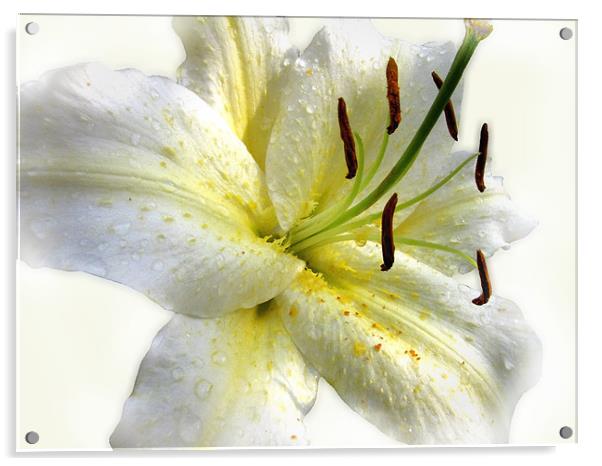 White Lily with Raindrops Acrylic by Jacqi Elmslie