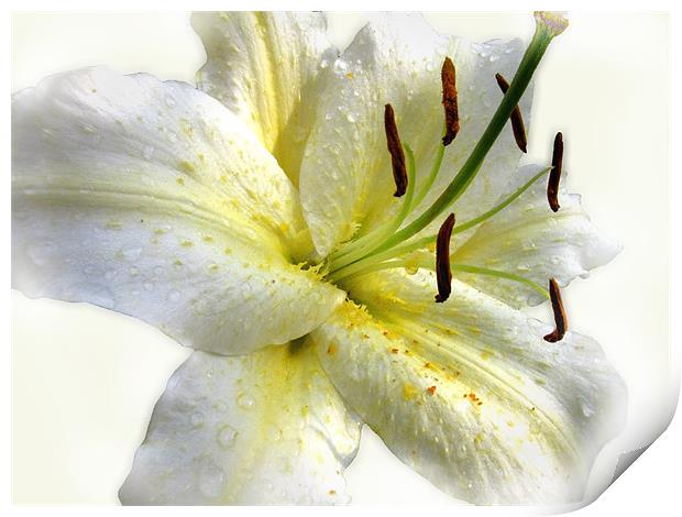 White Lily with Raindrops Print by Jacqi Elmslie