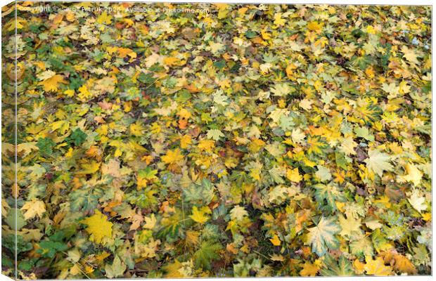 Texture of autumn carpet from fallen leaves Canvas Print by Sergii Petruk