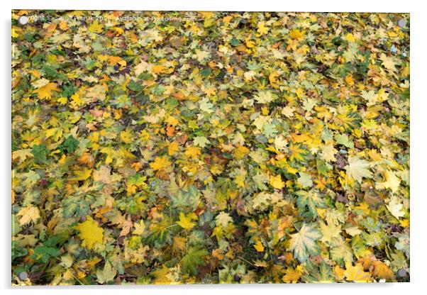 Texture of autumn carpet from fallen leaves Acrylic by Sergii Petruk
