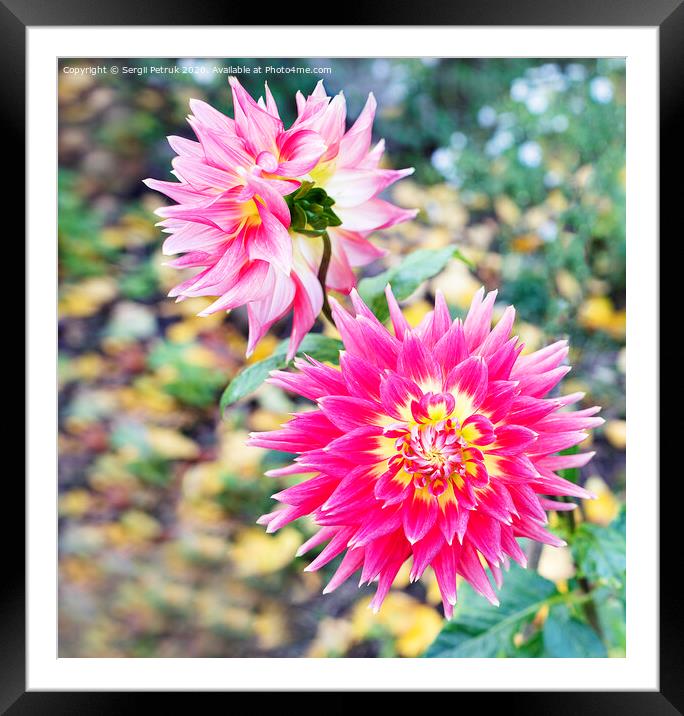 Bright red-pink flower Dahlia in the autumn garden Framed Mounted Print by Sergii Petruk