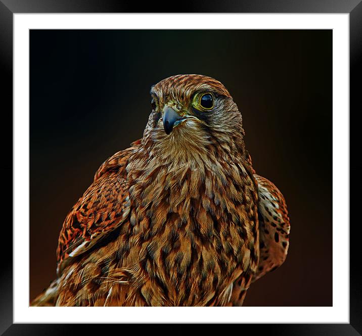 Falcon Framed Mounted Print by Richie Fairlamb
