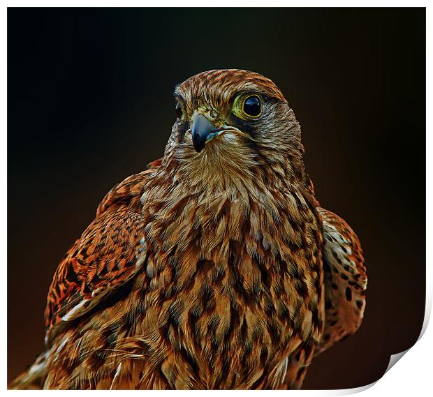 Falcon Print by Richie Fairlamb