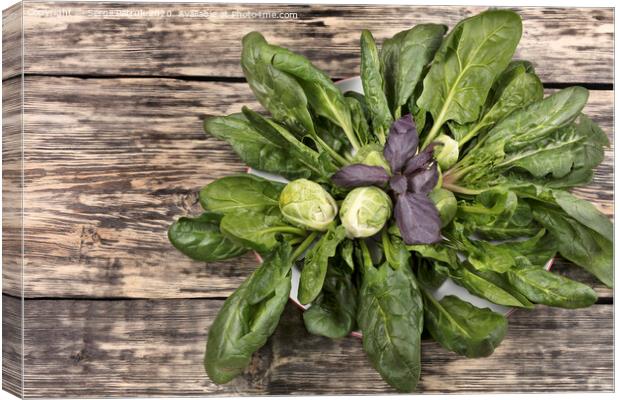 spinach, brussels cabbage and basil leaves on a porcelain white plate on an old wooden table Canvas Print by Sergii Petruk