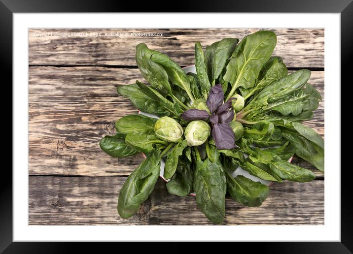 spinach, brussels cabbage and basil leaves on a porcelain white plate on an old wooden table Framed Mounted Print by Sergii Petruk