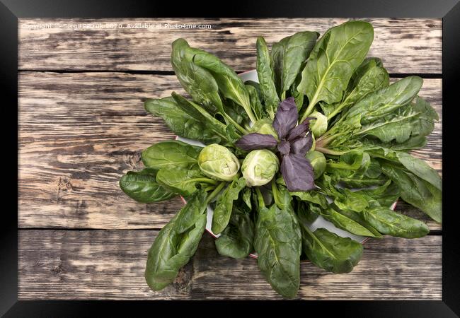 spinach, brussels cabbage and basil leaves on a porcelain white plate on an old wooden table Framed Print by Sergii Petruk