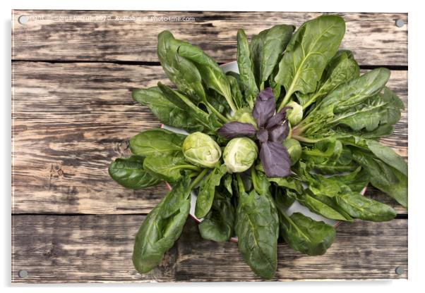 spinach, brussels cabbage and basil leaves on a porcelain white plate on an old wooden table Acrylic by Sergii Petruk