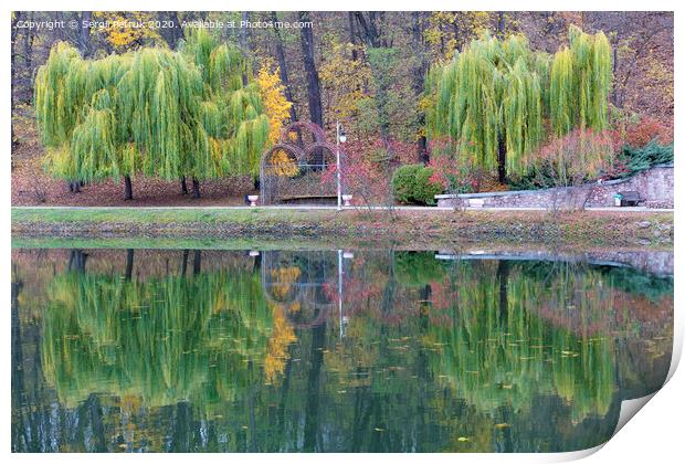 Beautiful green weeping willows on the shore of a pond in an autumn park Print by Sergii Petruk