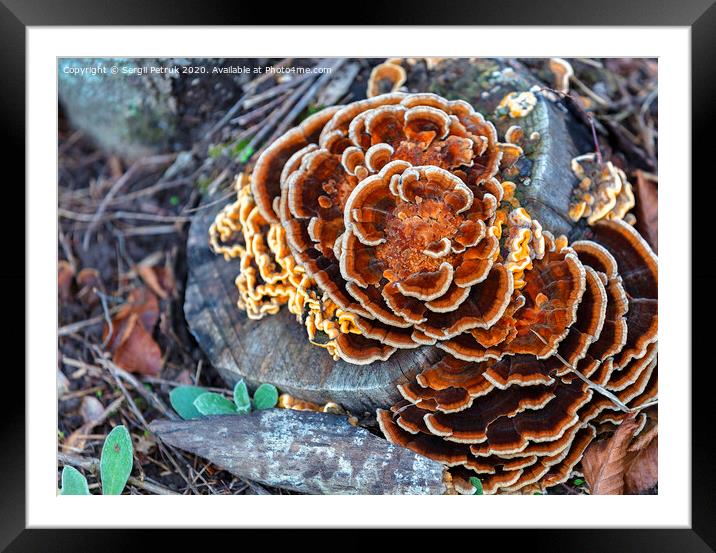 bright orange mushroom growing on an old stump in an autumn park Framed Mounted Print by Sergii Petruk