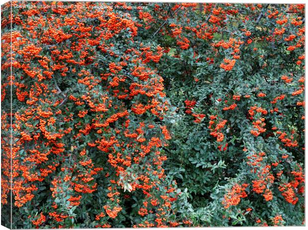 Branches of mountain ash with bright orange berries on a background of green leaves Canvas Print by Sergii Petruk