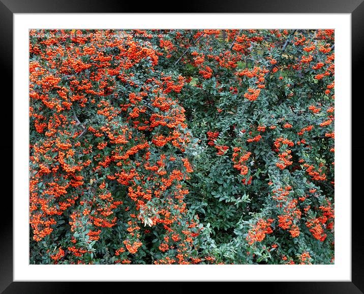 Branches of mountain ash with bright orange berries on a background of green leaves Framed Mounted Print by Sergii Petruk