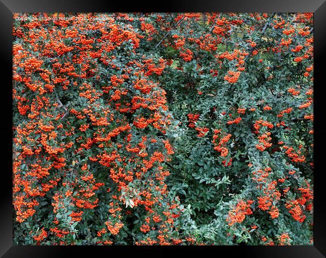 Branches of mountain ash with bright orange berries on a background of green leaves Framed Print by Sergii Petruk