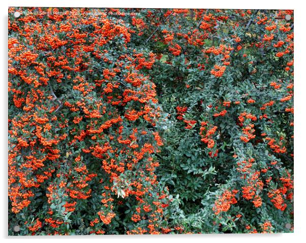 Branches of mountain ash with bright orange berries on a background of green leaves Acrylic by Sergii Petruk
