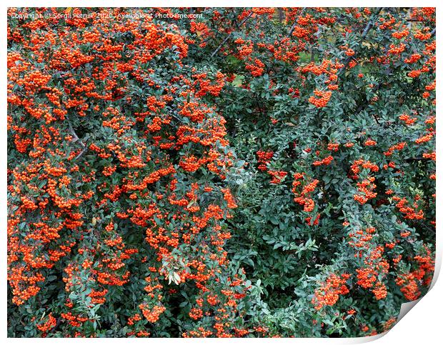 Branches of mountain ash with bright orange berries on a background of green leaves Print by Sergii Petruk