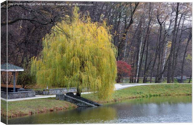 Beautiful green weeping willow on the shore of a pond in an autumn park Canvas Print by Sergii Petruk
