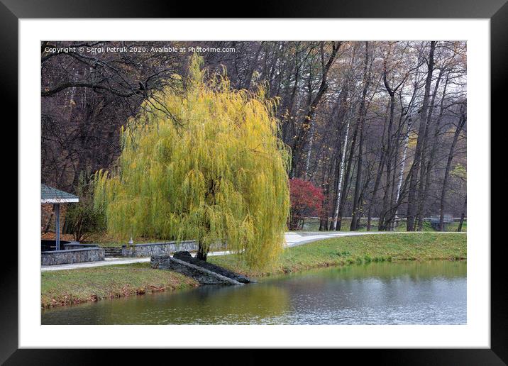 Beautiful green weeping willow on the shore of a pond in an autumn park Framed Mounted Print by Sergii Petruk