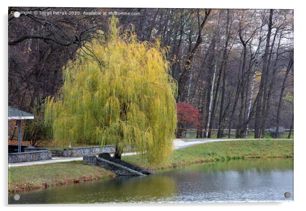 Beautiful green weeping willow on the shore of a pond in an autumn park Acrylic by Sergii Petruk