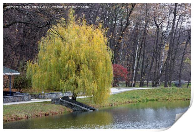 Beautiful green weeping willow on the shore of a pond in an autumn park Print by Sergii Petruk