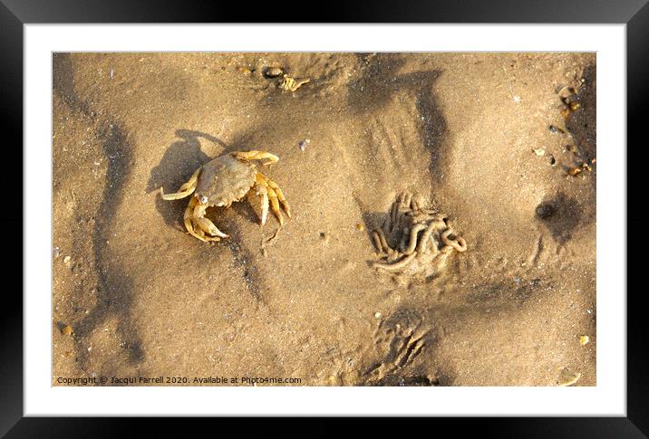 Crab camouflaged on a beach  Framed Mounted Print by Jacqui Farrell