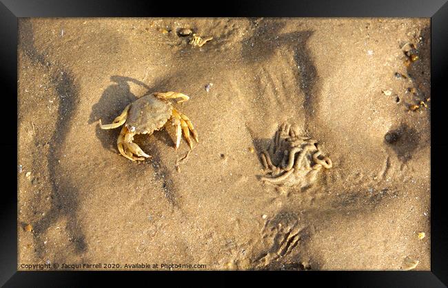 Crab camouflaged on a beach  Framed Print by Jacqui Farrell