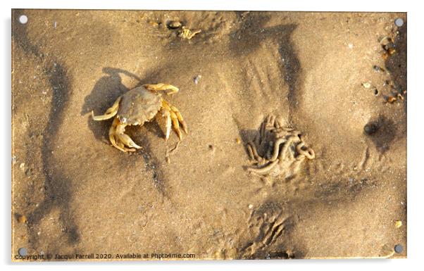 Crab camouflaged on a beach  Acrylic by Jacqui Farrell
