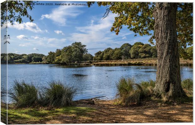 Late summer in Richmond Park Canvas Print by Kevin White