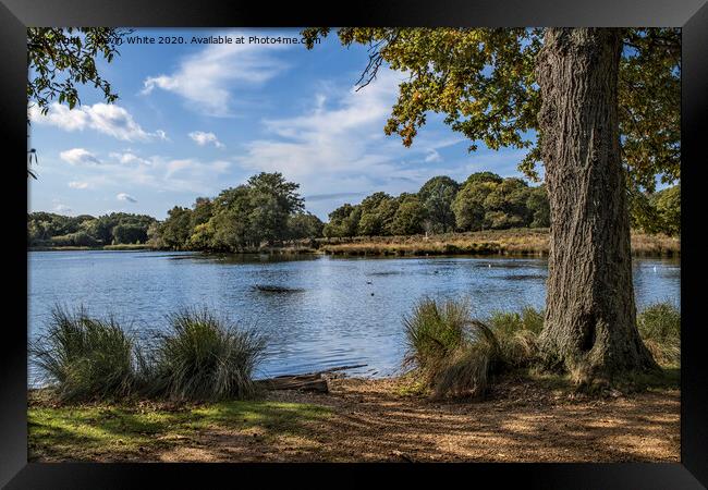 Late summer in Richmond Park Framed Print by Kevin White