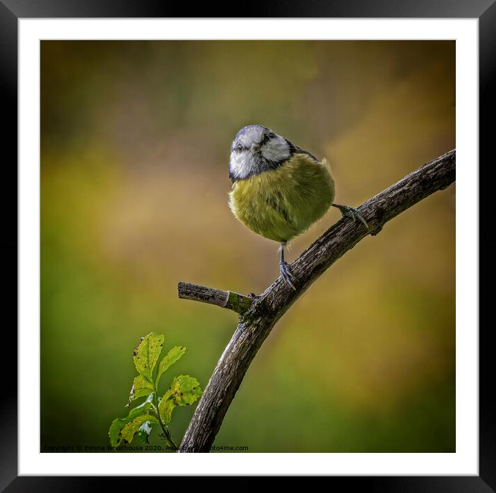 Little Blue Tit Framed Mounted Print by Emma Woodhouse
