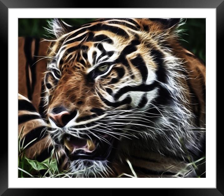 Tiger Art Framed Mounted Print by Sam Smith