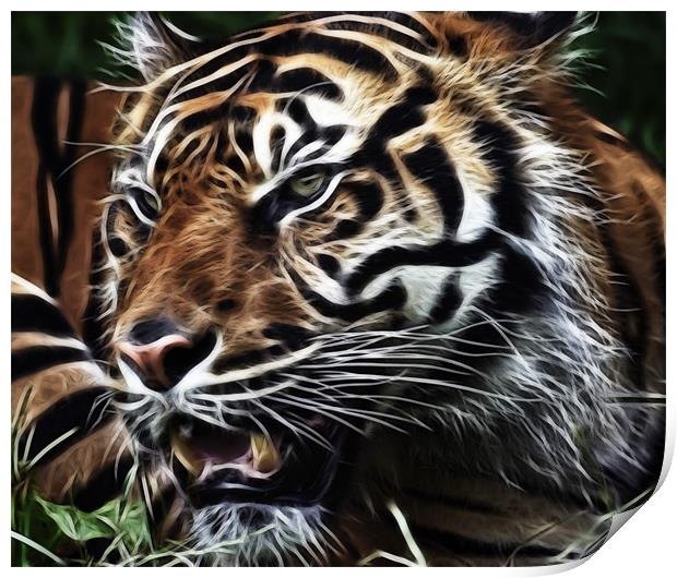 Tiger Art Print by Sam Smith
