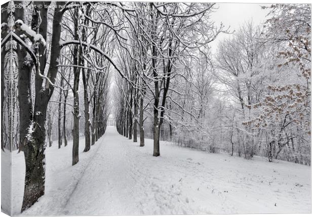 The avenue of winter trees is covered with snow in the city park Canvas Print by Sergii Petruk