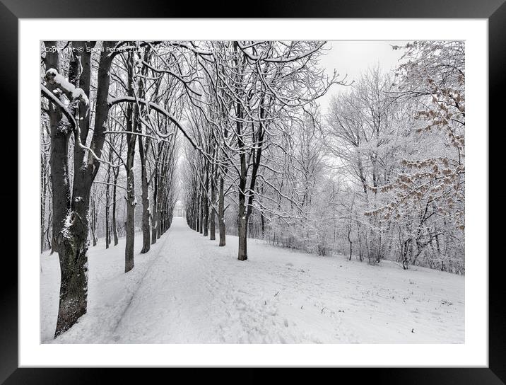 The avenue of winter trees is covered with snow in the city park Framed Mounted Print by Sergii Petruk