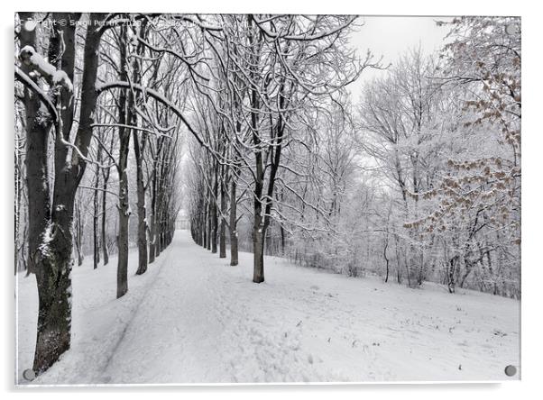 The avenue of winter trees is covered with snow in the city park Acrylic by Sergii Petruk
