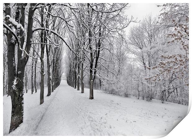 The avenue of winter trees is covered with snow in the city park Print by Sergii Petruk