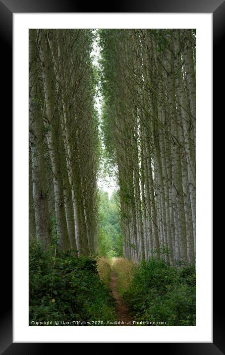 Silver Birch Avenue Framed Mounted Print by Liam Neon