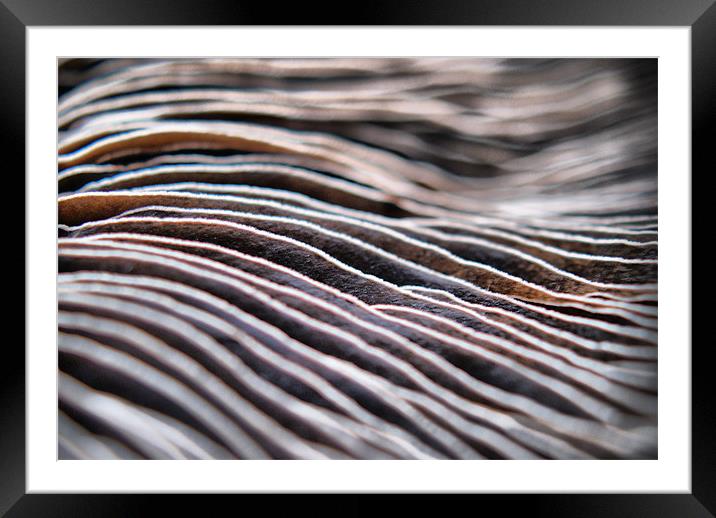 Chocolate Ripple Abstract Framed Mounted Print by Sandi-Cockayne ADPS