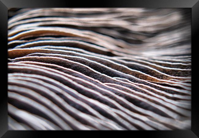 Chocolate Ripple Abstract Framed Print by Sandi-Cockayne ADPS