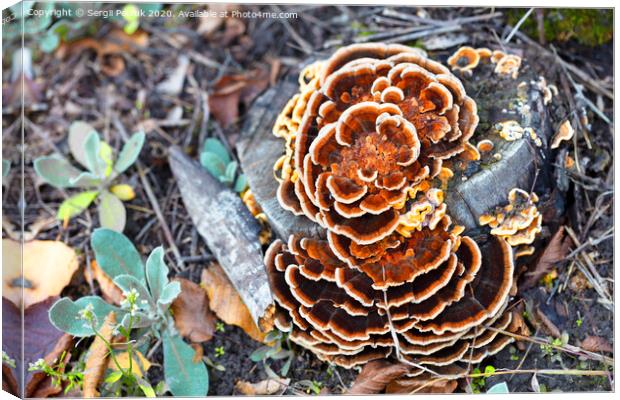 bright orange mushroom growing on an old stump in an autumn park Canvas Print by Sergii Petruk