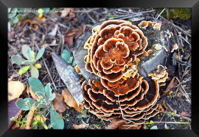 bright orange mushroom growing on an old stump in an autumn park Framed Print by Sergii Petruk