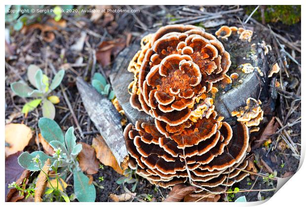 bright orange mushroom growing on an old stump in an autumn park Print by Sergii Petruk