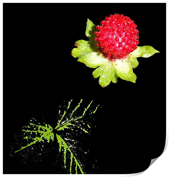 wild berry Print by Kamal Joshi