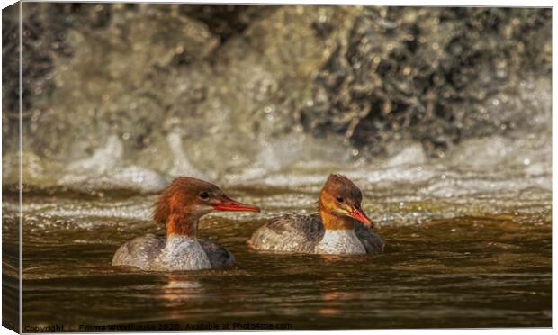 A beautiful pair of female Goosanders Canvas Print by Emma Woodhouse