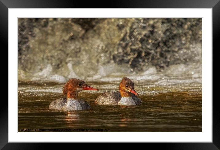 A beautiful pair of female Goosanders Framed Mounted Print by Emma Woodhouse