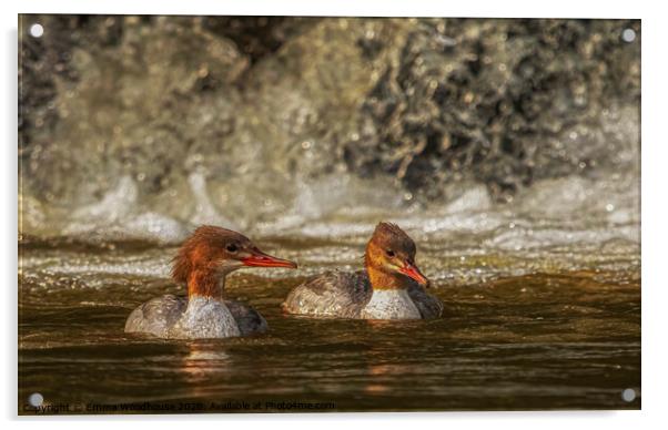 A beautiful pair of female Goosanders Acrylic by Emma Woodhouse
