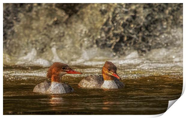 A beautiful pair of female Goosanders Print by Emma Woodhouse