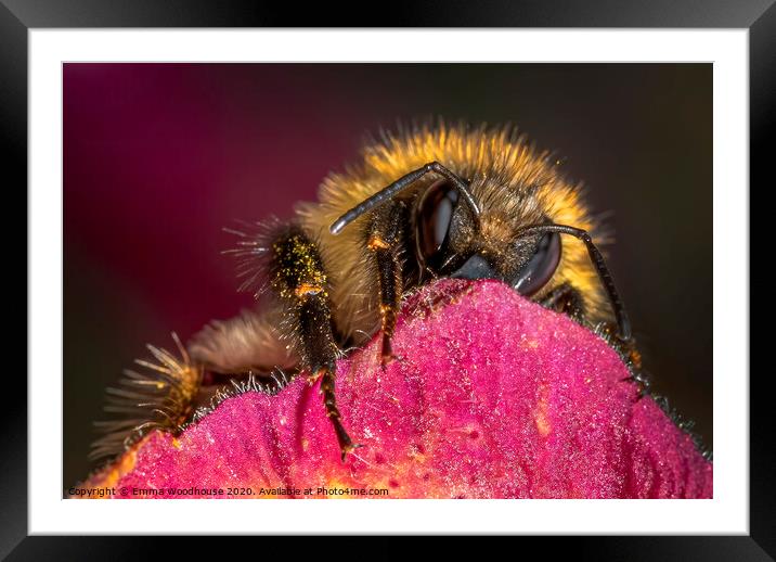 little wasp snoozing Framed Mounted Print by Emma Woodhouse