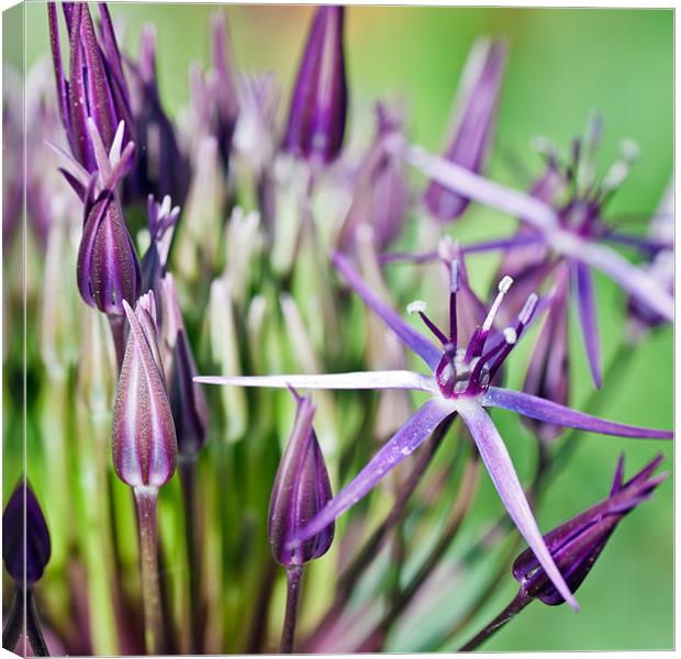 Purple Allium Canvas Print by Stephen Mole